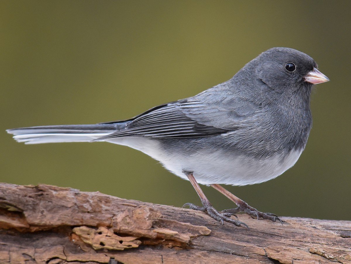Junco